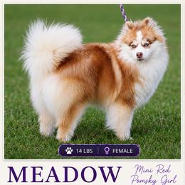 Meadow - Pomsky