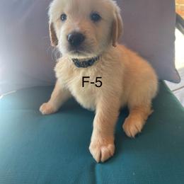 Golden Retriever Puppies from Emily Goetting