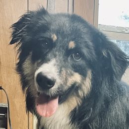 Rona  - Australian Shepherd