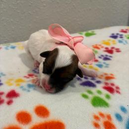 Molly - Chocolate and white female Havapoo puppy in Brookings, South Dakota from Hofer Pups