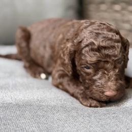 Grumpy - Chocolate male Goldendoodle puppy in Allegan, Michigan from Cocoa Doodles