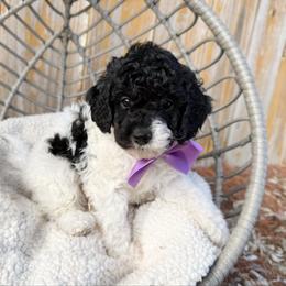 Harry F1b - Tri-color male Cavapoo puppy in Wamego, Kansas from Doodles of Oz