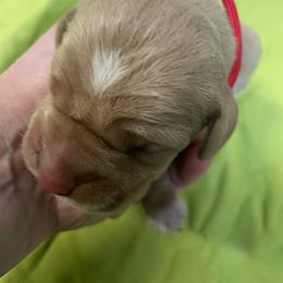 Red Boy - Orange male Pointer puppy in Olympia, Washington from Birdsboro Pointers