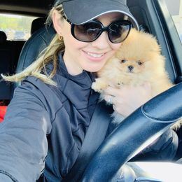 Pomeranian Puppies from Halo Poms