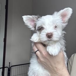 Archer - Tan and white male Yorkshire Terrier puppy in Cleveland, Tennessee from Simply Southern Yorkies
