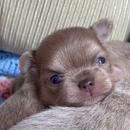 Chihuahua Puppies from ChiWowTown Chihuahuas