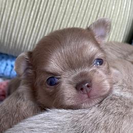 Chihuahua Puppies from ChiWowTown Chihuahuas