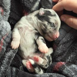 Spark - Blue merle female Toy Australian Shepherd puppy in Quincy, Michigan from Ivy Meadows and Friends