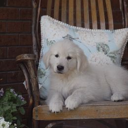 Grey Collar - Light golden Golden Retriever puppy in Stedman, North Carolina from Wise-Taylor Goldens