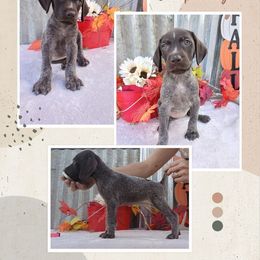 Girl 5 - Liver roan female German Shorthaired Pointer puppy in Laporte, Minnesota from Northern Odyssey Gun Dogs