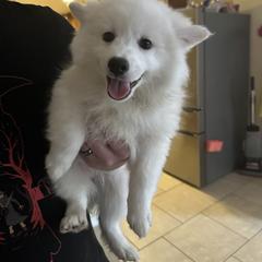 American Eskimo Dog Puppies from Bella's American Eskimos