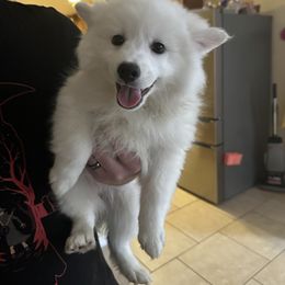 American Eskimo Dog Puppies from Bella's American Eskimos