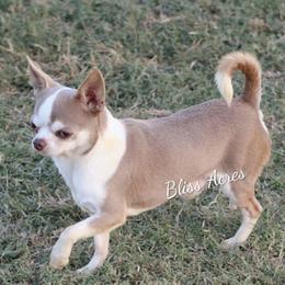 Ryder - Blue and white male Chihuahua puppy in Ponca City, Oklahoma from Bliss Acres Farm