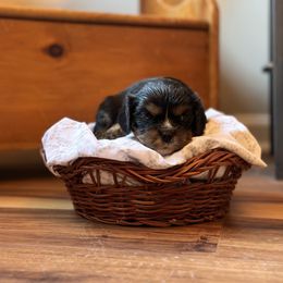 Cavalier King Charles Spaniel and Cavapoo Puppies from Cavaliers of Windsor