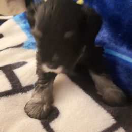 Miniature Schnauzer Puppies from Findell Kennel
