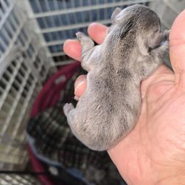 Blue - Blue female French Bulldog puppy in Summerville, Tennessee from R&J Frenchie