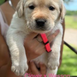 Girl 4 - Yellow female Labrador Retriever puppy in Wilson’s, Virginia from Cedar Hill Farm Labradors