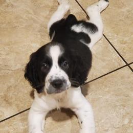 English Springer Spaniel Puppies from 31 Pines Springers & Retrievers