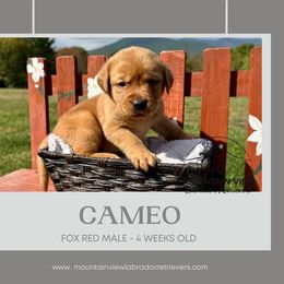 Cameo - Yellow male Labrador Retriever puppy in Grand Gorge, New York from Mountain View Labrador Retrievers