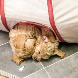 Goldendoodle Puppies from Coal Country Doodles