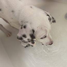 Wallie - White and liver brown male Dalmatian puppy in Hastings, Florida from Love My Spotty Dalmatians