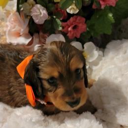 Dachshund Puppies from CLARK'S BREEDING PROGRAM
