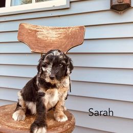 Sarah - Chocolate merle female Bernedoodle puppy in Spring Valley, Wisconsin from Filipiak Breeders