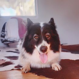 Kana - Native American Indian Dog