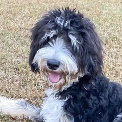 Bernedoodles, Bernese Mountain Dogs, Double Doodles, and Golden Mountain Dogs from OlliePups, LLC