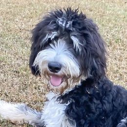 Bernedoodles, Bernese Mountain Dogs, Double Doodles, and Golden Mountain Dogs from OlliePups, LLC