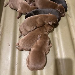 Chocolate Girl 3 - Chocolate female Labrador Retriever puppy in Freeport, Illinois from Rock Hollow Retrievers