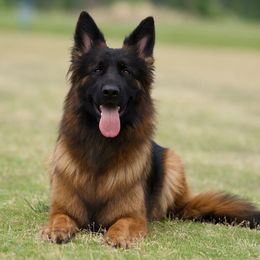 German Shepherds from Centennial German Shepherds
