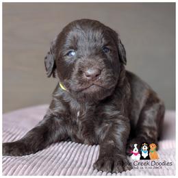 Chocolate F1 Labradoodle Puppies - Ready June 27th. - Chocolate male Labradoodle puppy in Jeddo, Michigan from Apple Creek Doodles