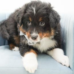 Toffee - Black tri male Miniature American Shepherd puppy in Elmwood Park, Illinois from Goldens&MiniAussiesWithFinesse