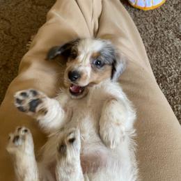 Dachshund Puppies from LPS weenies