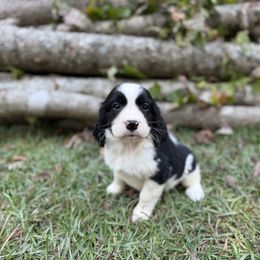 Kimber - Black and white female English Springer Spaniel puppy in Comer, Georgia from Stratton Spaniels