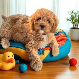 Bahama Mama - Apricot male Cavapoo puppy in South Jordan, Utah from Diamond Companions