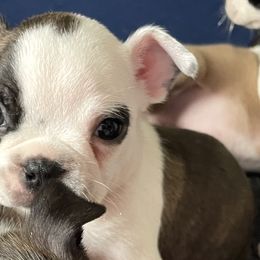 Girl 4 - Boston Terrier puppy in George West, Texas from Duke of Earl’s Boston Terriers