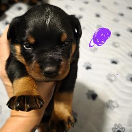 Rottweiler Puppies from Rottbies