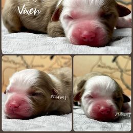(3) Vixen, RMM - Red merle male Miniature American Shepherd puppy in Huntington, Texas from JKKJ Farms