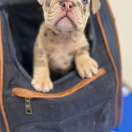 King George - Lilac tri-color male Bulldog puppy in Wellsville, New York from Little Bit of Heaven Kennel