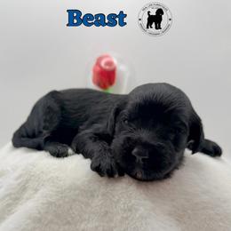 Beast - Black male Goldendoodle puppy in Ponchatoula, Louisiana from Real Life Furrytales