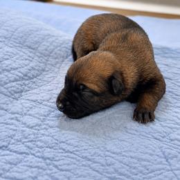 Sable Girl (reserved - next litter Oct) - Fawn sable female Belgian Malinois puppy in Columbia, South Carolina from Kaizen Ruach Malinois