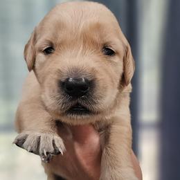 Ms. Pink - Light golden female Golden Retriever puppy in Mocksville, North Carolina from Hunting Creek Kennels & Farm