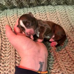 Mash - Red tri-color male Australian Shepherd puppy in Altmar, New York from E&C Australian Shepherds