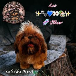 Leo - Red male Shih Tzu puppy in Sacramento, California from NANA’S  QUALITY SHIH TZU'S