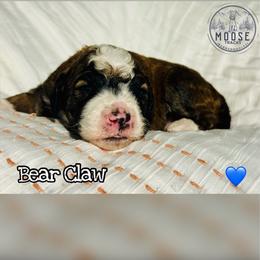 Bear Claw - Sable male Bernedoodle puppy in Belleville, Michigan from Moose Tracks Bernedoodles