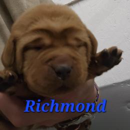 Richmond - Yellow male Labrador Retriever puppy in Sidney, Nebraska from Nebraska Strong Labradors