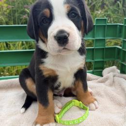 Neon Green - Black, white and red male Greater Swiss Mountain Dog puppy in Oregon City, Oregon from Runamuck's Greater Swiss Mountain Dogs