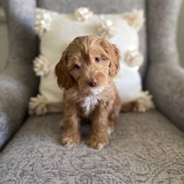 Australian Labradoodle Puppies from Daff-O-Doodles